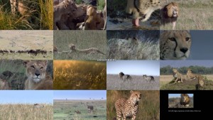 دانلود مستند گربههای آفریقایی با دوبله فارسی African Cats 2011 دانلود دوبله فارسی مستند African Cats 2011