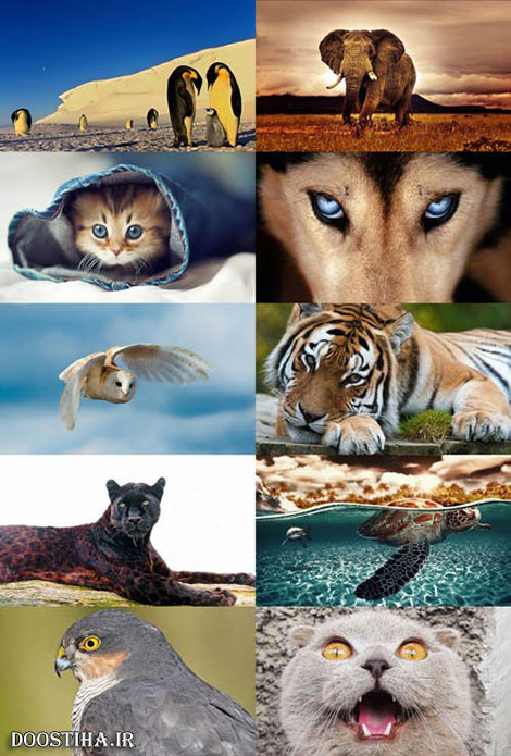 سری بیست و سوم والپیپر از حیوانات Animals Wallpapers والپیپرهای زیبا از حیوانات Animals Wallpapers