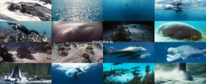 دانلود مستند اقیانوسها Disneynature: Oceans 2009 دانلود مستند اقیانوس ها Oceans 2009