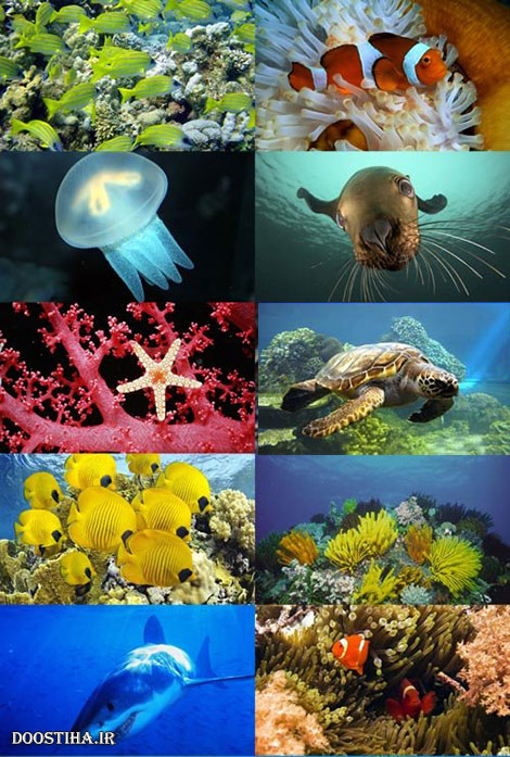 دانلود والپیپر از دنیای زیر آب Underwater World Wallpapers Underwater World Wallpapers