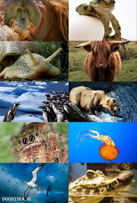 والپیپر حیوانات World of Beautiful Animals Wallpapers HD
