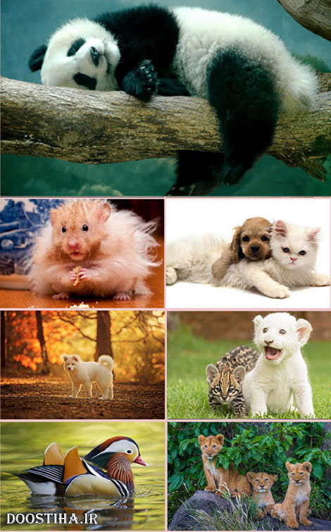 دانلود سری بیست و هشتم والپیپر از حیوانات Animals Wallpapers والپیپرهای زیبا از حیوانات Animals Wallpapers