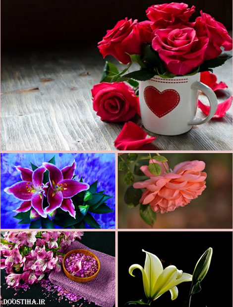 دانلود سری پانزدهم والپیر از گل Flower Wallpapers دانلود والپیپر گل برای دسکتاپ Beautiful Wallpapers Flowers
