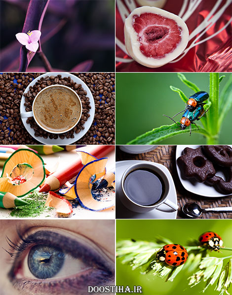 دانلود سری هشتم والپیپرهای دیدنی ماکرو Macro Wallpapers دانلود والپیپر ماکرو برای دسکتاپ Macro Wallpapers