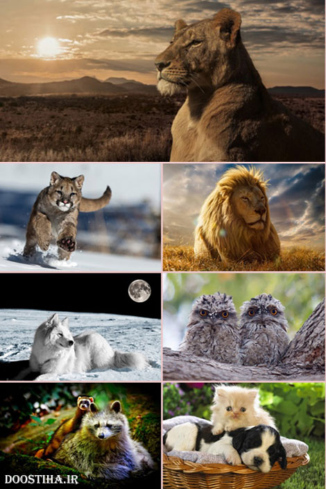 دانلود سری بیست و نهم والپیپر از حیوانات Animals Wallpapers دانلود زیباترین والپیپر حیوانات برای دسکتاپ HQ Wallpapers Animal World