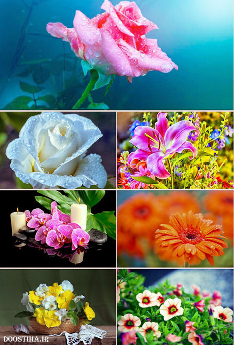 دانلود والپیپر زیباترین گل&zwnj;ها با کیفیت بالا Flower Wallpapers