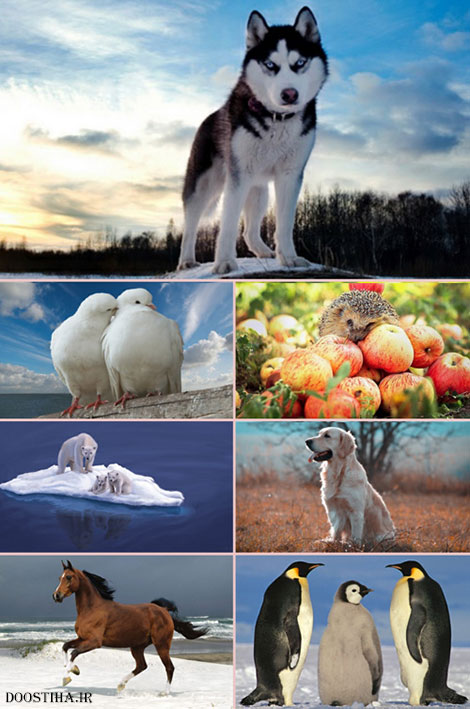 والپیپرهای زیبا از حیوانات با کیفیت بالا HQ Wallpapers Animal World