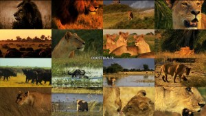 دانلود مستند آخرین شیرها با دوبله فارسی The Last Lions 2011 دانلود دوبله فارسی مستند The Last Lions 2011