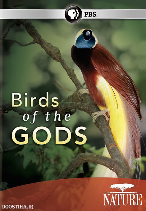دانلود مستند پرندگان بهشتی با دوبله فارسی Birds of the Gods 2011