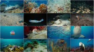 دانلود مستند زیر دریا IMAX: Under the Sea 2009 دانلود مستند زیر دریا IMAX: Under the Sea 2009