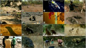 دانلود دوبله فارسی مستند اژدهای مرگبار Killer Dragons 2012 دانلود دوبله فارسی مستند اژدهای مرگبار Killer Dragons 2012