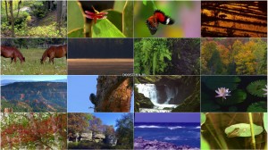 دانلود مستند Nature's Colors with the World's Greatest Symphonies مستند Nature's Colors with the World's Greatest Symphonies