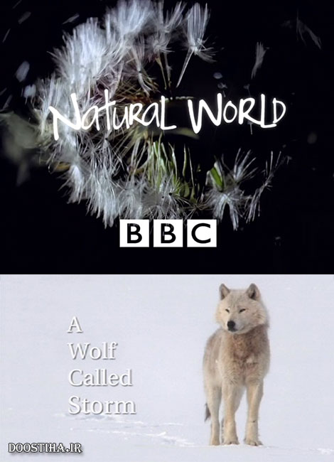 دانلود دوبله فارسی مستند A Wolf Called Storm 2012 دانلود دوبله فارسی مستند گرگی به نام طوفان A Wolf Called Storm 2012