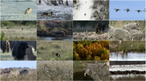 دانلود دوبله فارسی مستند A Wolf Called Storm 2012 دانلود مستند گرگی به نام طوفان با دوبله فارسی A Wolf Called Storm 2012