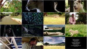دانلود دوبله فارسی فیلم شیر سفید White Lion 2010 دانلود فیلم شیر سفید با دوبله فارسی White Lion 2010