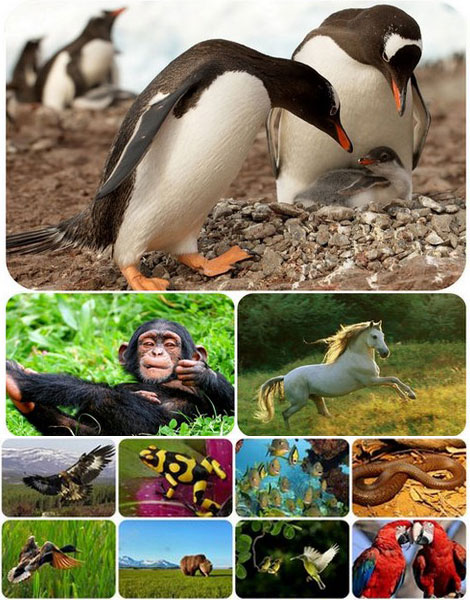 دانلود والپیپر حیوانات و طبیعت Animals & Nature Wallpapers دانلود والپیپر حیوانات و طبیعت Animals & Nature Wallpapers