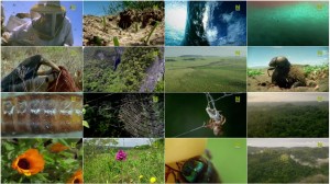 دانلود مستند Nature's Microworlds: Insect Specials 2014 BBC Natures Microworlds Insect Specials E02 Making Worlds