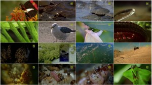 دانلود مستند Nature's Microworlds: Insect Specials 2014 BBC Natures Microworlds Insect Specials E03 The Secret to Their Success