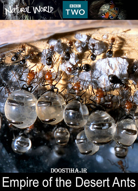 دانلود دوبله فارسی مستند Empire of the Desert Ants 2011
