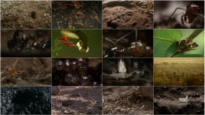 دانلود دوبله فارسی مستند Empire of the Desert Ants 2011 دانلود دوبله فارسی مستند Empire of the Desert Ants 2011
