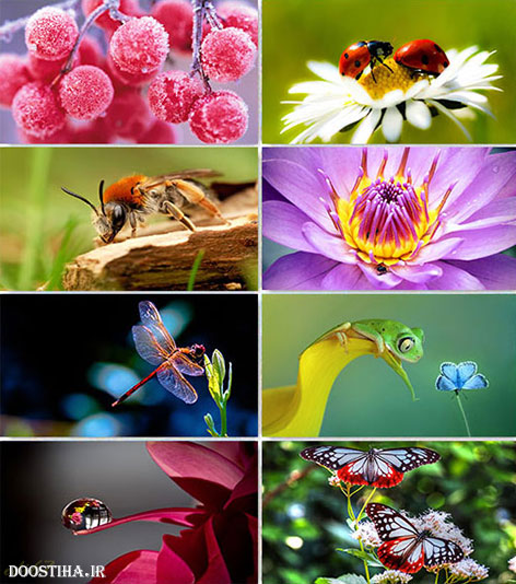 دانلود سری نهم والپیپرهای دیدنی ماکرو Macro Wallpapers دانلود والپیپر ماکرو, دانلود عکس پس زمینه ماکرو Wallpapers Macro Collection HD
