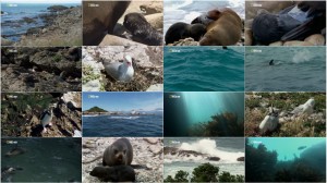 دانلود مستند Fur Seals: Battle for Survival 2014 National Geographic Fur Seals Battle for Survival
