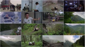 دانلود مستند Pandas: The Journey Home 2014 دانلود مستند Pandas: The Journey Home 2014