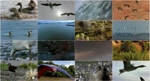 دانلود مستند مهاجرت پرندگان Winged Migration 2001 دانلود مستند مهاجرت پرندگان Winged Migration 2001