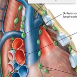 Sobotta Anatomy Atlas