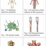 Sobotta Anatomy Atlas