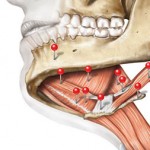 Sobotta Anatomy Atlas