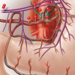Sobotta Anatomy Atlas