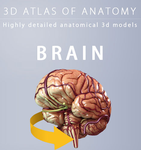 دانلود نرم افزار آناتومی سه بعدی مغز Brain 3D Anatomy v1.0.2 دانلود نرم افزار آناتومی سه بعدی مغز Brain 3D Anatomy