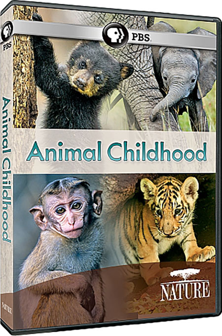 دانلود مستند Nature: Animal Childhood 2015 دانلود مستند Nature: Animal Childhood 2015