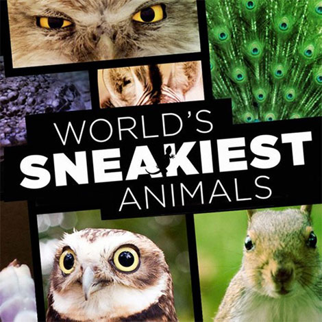دانلود مستند World's Sneakiest Animals 2016 دانلود مستند World's Sneakiest Animals 2016
