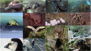 دانلود مستند Animal Taboos Meet The Parents 2015 National Geographic - World's Weirdest: Animal Taboos Meet The Parents 2015