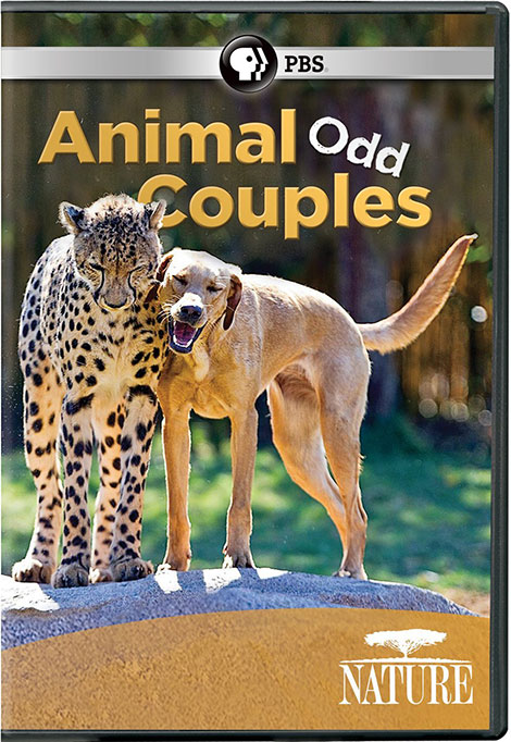 دانلود مستند PBS - Nature: Animal Odd Couples 2012 دانلود مستند PBS - Nature: Animal Odd Couples 2012