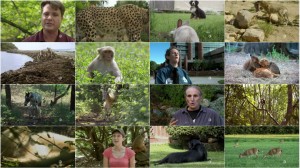 دانلود مستند PBS - Nature: Animal Odd Couples 2012 PBS - Nature: Animal Odd Couples 2012