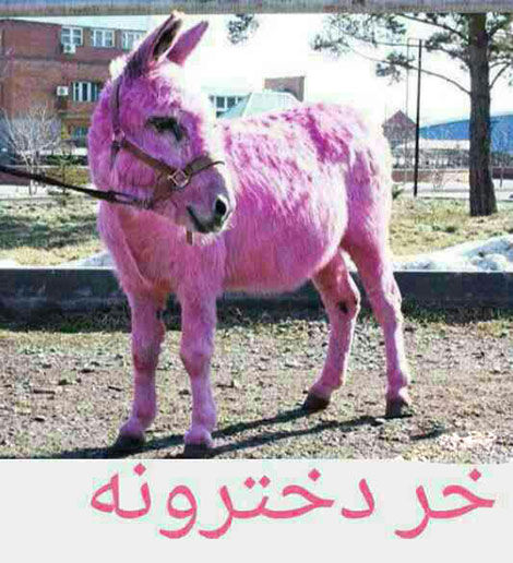 شوخی های جالب، لطیفه های باحال، جوک سرکاری و استاتوس بامزه