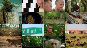 دانلود مستند World's Sneakiest Animals 2016 World's Sneakiest Animals 2016 - Staying Alive
