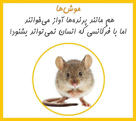 دانستنی های جالب, آیا میدانید, آیا می دانستید, نکته های علمی, آموزه های علم و فناوری, حقایق خواندنی, نکات تصویری, عکس های آموزشی, مقالات جذاب, جدیدترین دانستنیها
