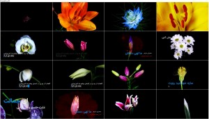 دانلود نماهنگ ماه دل آرا با صدای مجید اخشابی دانلود نماهنگ ماه دل آرا با صدای مجید اخشابی