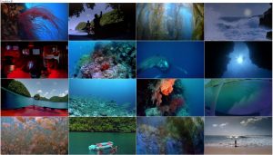 دانلود مستند دریای زندگی The Living Sea 1995 دانلود مستند دریای زندگی The Living Sea 1995