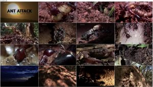 BBC Natural World: Ant Attack 2006