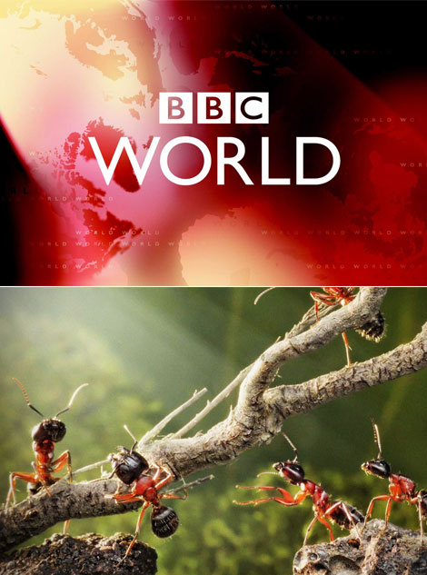 دانلود مستند حمله مورچه BBC Natural World: Ant Attack 2006 دانلود مستند حمله مورچه BBC Natural World: Ant Attack 2006