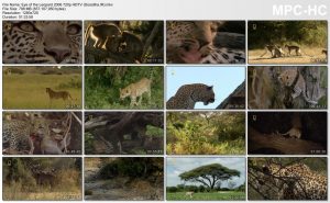 دانلود مستند چشم پلنگ Eye of the Leopard 2006 National Geograpihc Eye of the Leopard 2006