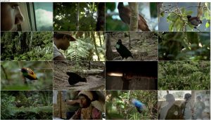 دانلود مستند پرندگان بهشتی Birds of Paradise 2010 دانلود مستند پرندگان بهشتی Birds of Paradise 2010
