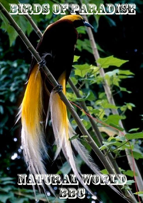 دانلود مستند پرندگان بهشتی Birds of Paradise 2010 دانلود مستند پرندگان بهشتی Birds of Paradise 2010
