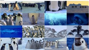 دانلود مستند Snow Chick: A Penguins Tale 2015 Snow Chick: A Penguins Tale 2015