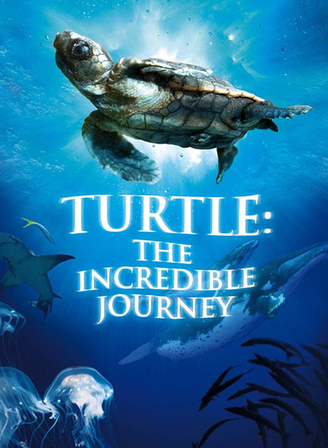دانلود مستند Turtle: The Incredible Journey 2009 دانلود مستند Turtle: The Incredible Journey 2009